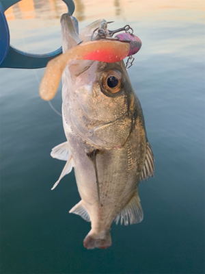 活性高し！シーバスマルチ♫