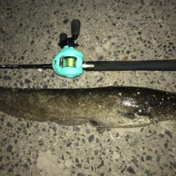 久々ナマズゲーム