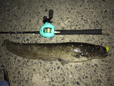 久々ナマズゲーム