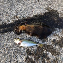 うん？春アオリ？