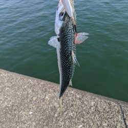 ショアジギングで青物!