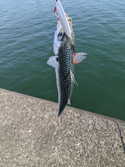 ショアジギングで青物！