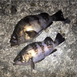 明石周辺ライトゲーム