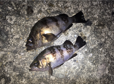 明石周辺ライトゲーム