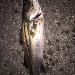 シーバスゲーム