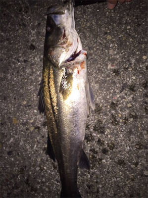 シーバスゲーム