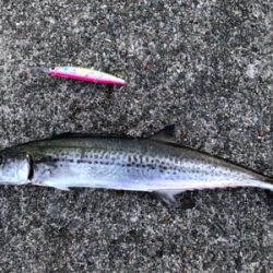 中々のサイズ！！