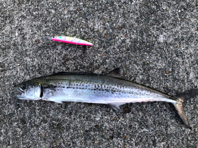 中々のサイズ！！