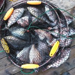 令和初、海上釣堀オーパ!