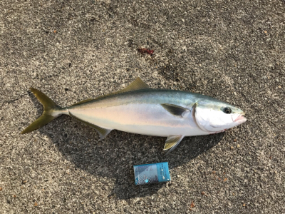 ラッキー２度目