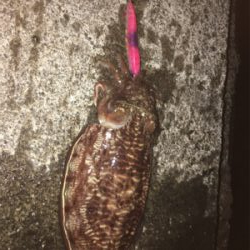 令和時代、初釣果