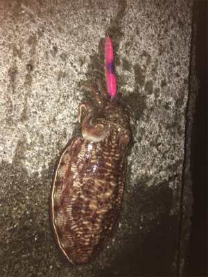 令和時代、初釣果