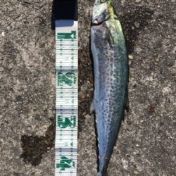 6ヶ月ぶりムコイチ