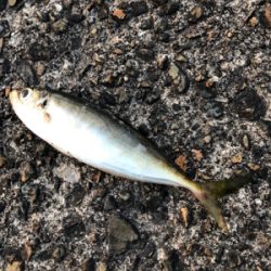 まわってきてます