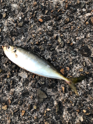 まわってきてます