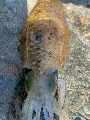 エギング、フラットフィッシュ