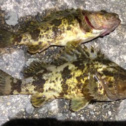 タケノコメバル