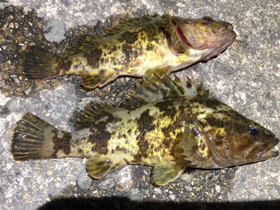 タケノコメバル