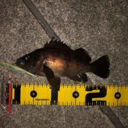 バチ抜けメバル