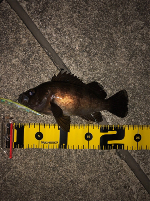 バチ抜けメバル