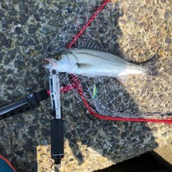 令和初シーバスww