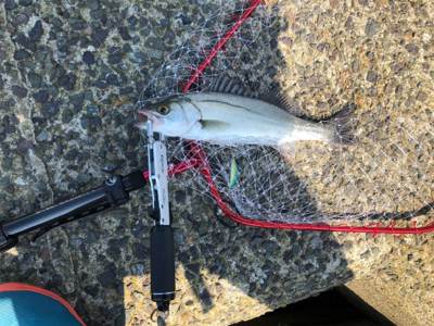 令和初シーバスww