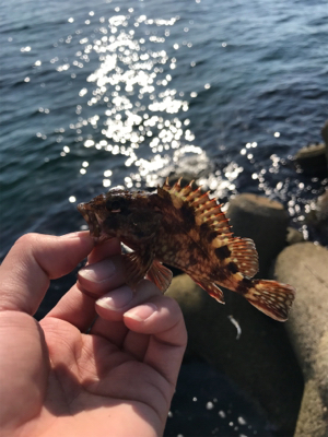 癒し系ガッシー