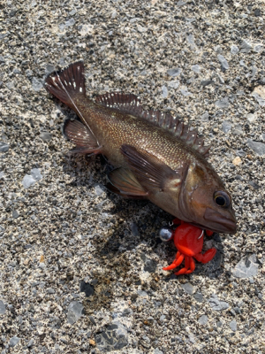 今シーズン初の沖堤釣行