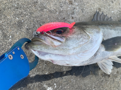 力漲る鰯付きシーバス！！