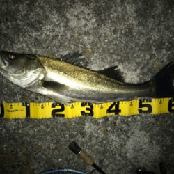 イワシ付きシーバス？