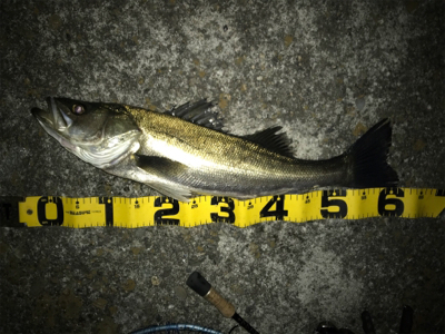 イワシ付きシーバス？