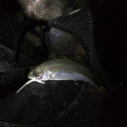 アジング数は伸びてます