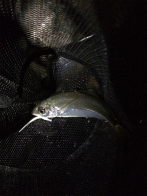 アジング数は伸びてます