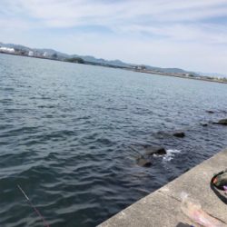 アイナメ、メバル、ガシラ