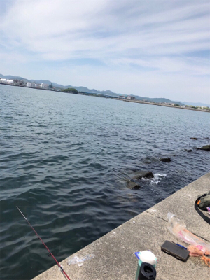 アイナメ、メバル、ガシラ