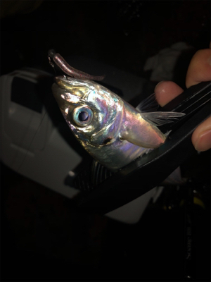 アジング好調！