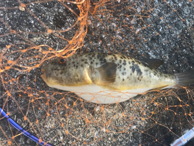 浮き団子でチヌ