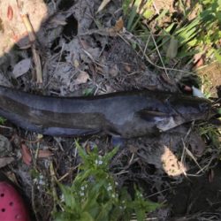 デイナマゲーム