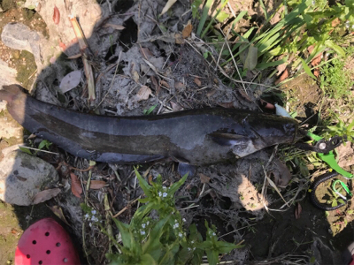 デイナマゲーム