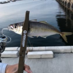 アジングは楽しいぞ！