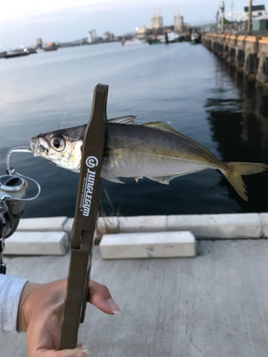 アジングは楽しいぞ！