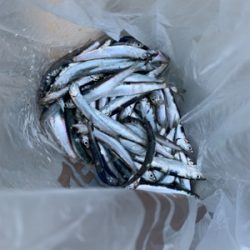 イワシ大漁