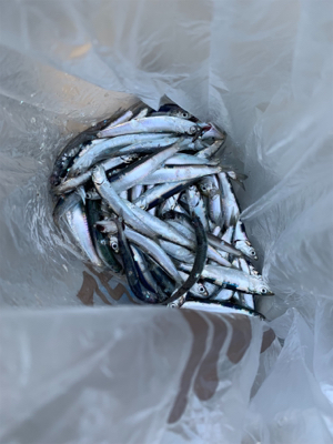 イワシ大漁