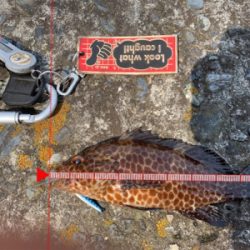 今季初オオモンハタ