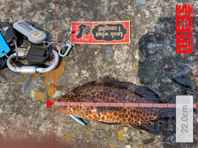 今季初オオモンハタ