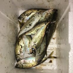 シーバスとアジ