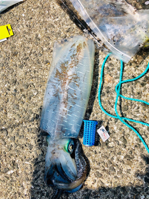 アオリイカ サバ泳がせ