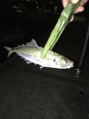 明日は仕事だけど…