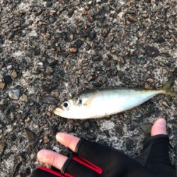 仕事前の早朝釣行です。