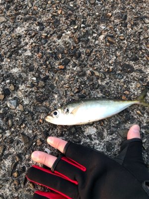 仕事前の早朝釣行です。